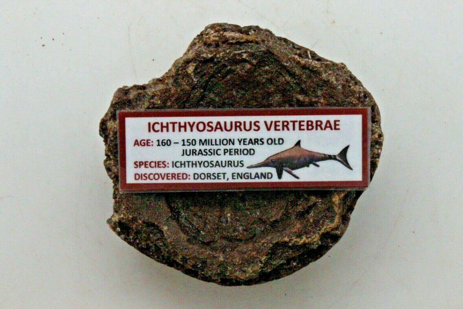 Ancient Ichthyosaurus Vertebrae - 160/150 Myo - England - Jurassic Period