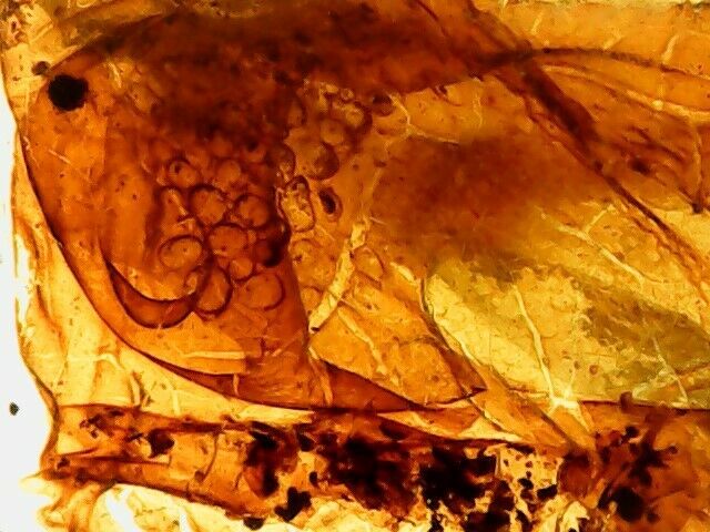 Dinosaur Lizard Skin Of Head & Eyes! Genuine Burmite Amber Reptile Fossil, 98myo